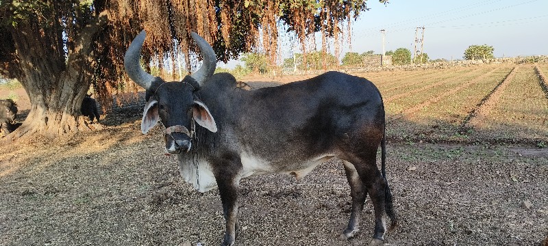 બળદ વેચવાનો છે