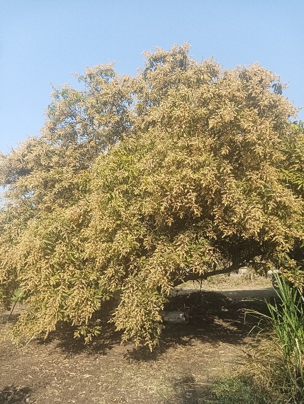 બગીચા નોહીજારોઆ...