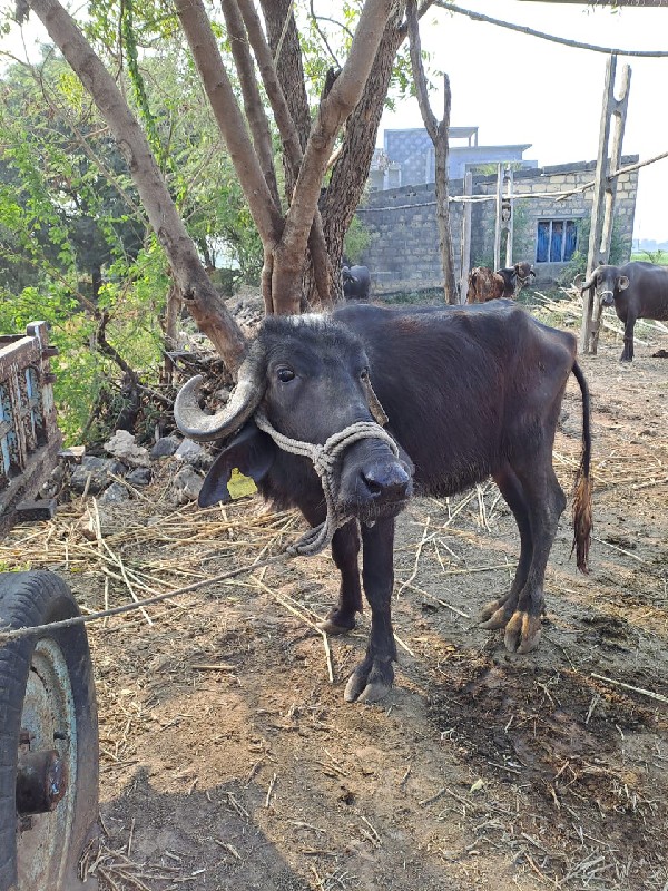 પાકેલી ખડાય