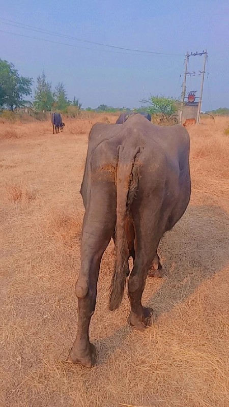 પાડો વેચવાનો છે