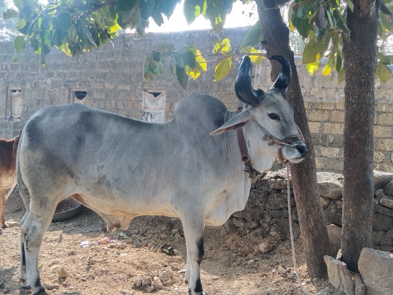 આના જૅહૉ લૅહૉ સ...