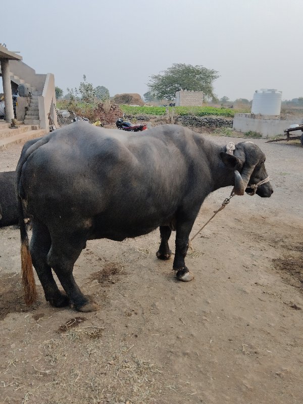 ભેંશ વેચવા ની છ...