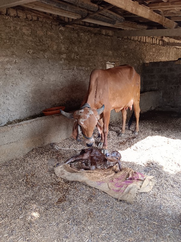 ગીર ગાઇ