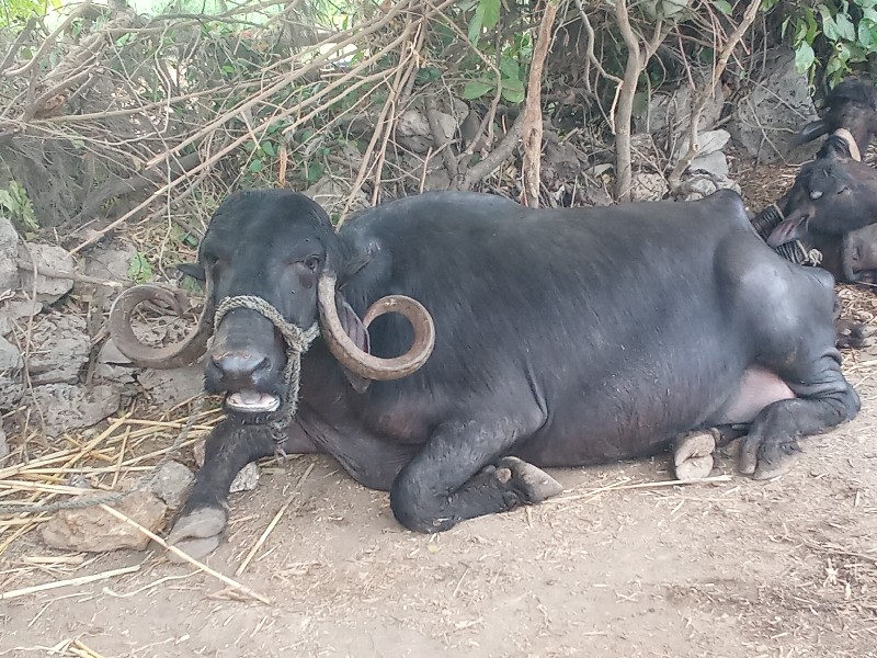 ત્રીજું વેતર ભે...