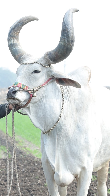 બળદ લેવા નો છે