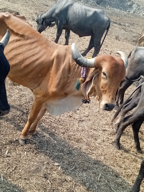 ગાય વેચવાની છે