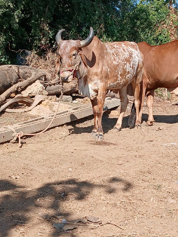 ગોદ્લો વેસવાનો