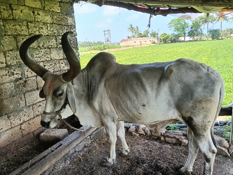 બળદ વેચવાનો છે