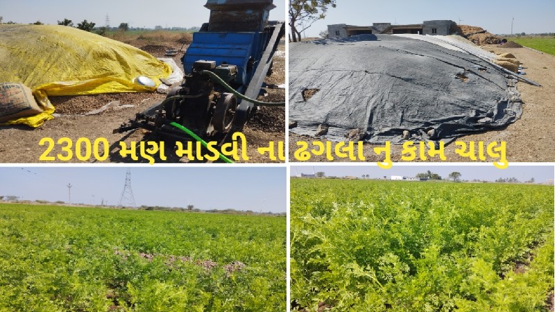 ગીરનાર 4 માડવી