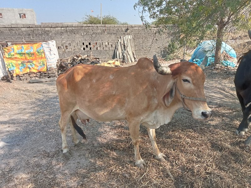 ગાય વેચવાની છે...