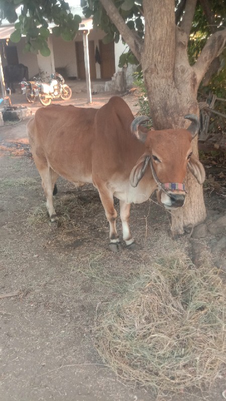 દેશી ગોધલો વેચવ...