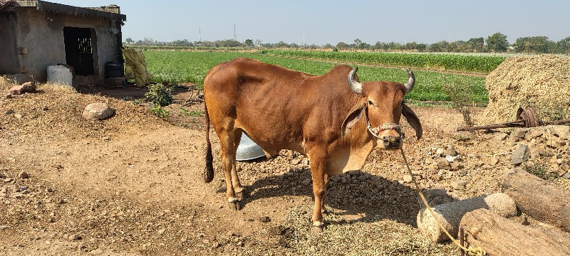 એક વાવણી વાવેલા