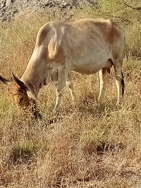 ગાય વેસવાની છે