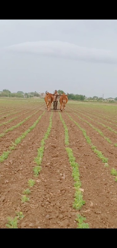 બળદ વેસવાના છે