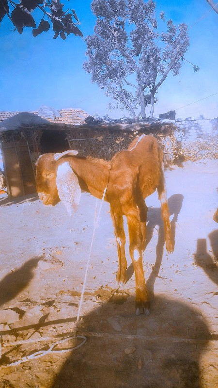 આ બકરો બે વર્ષન...