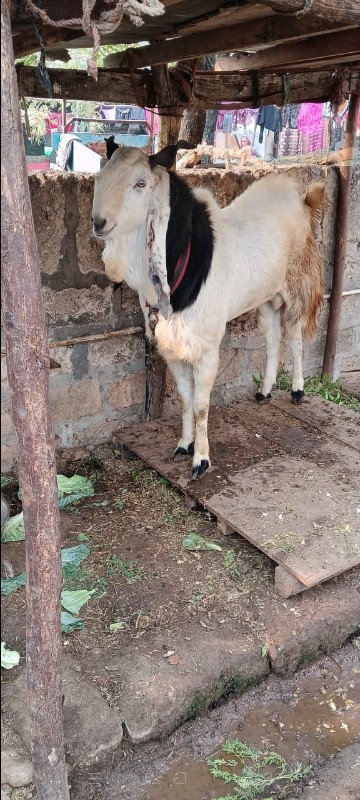 bakra