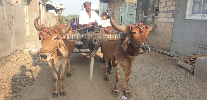 દેશી બળદ વેચવાન...