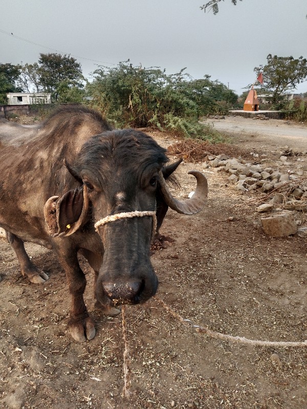 ટોટલ જવાબદારી દ...