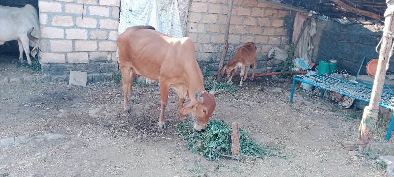 ગાય વેચવા નીછે