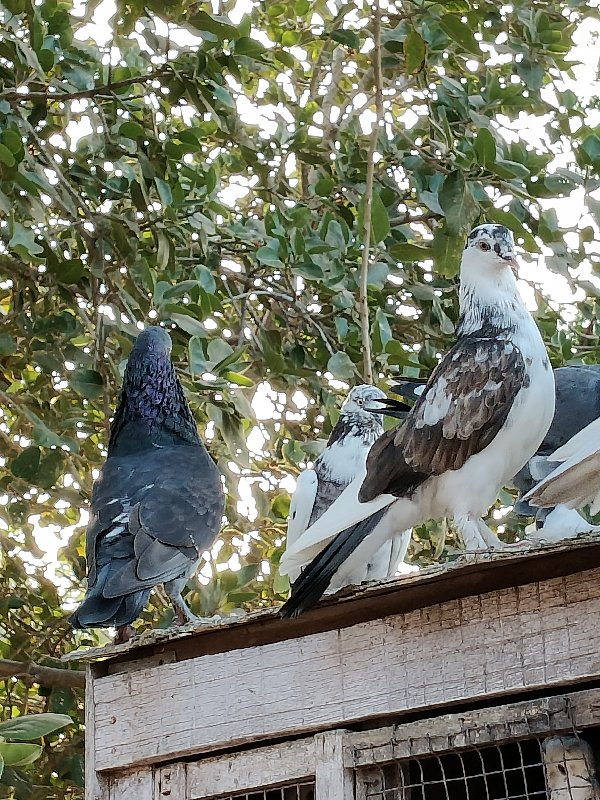 ૧૧ કબુતર વેચવાન...