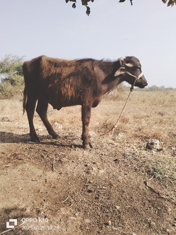 પાડો