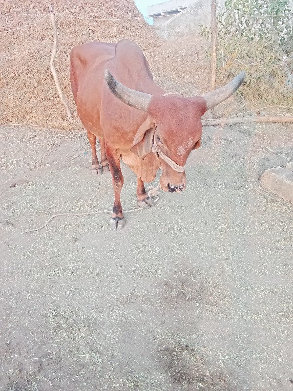 ગાયુ વેચવાની