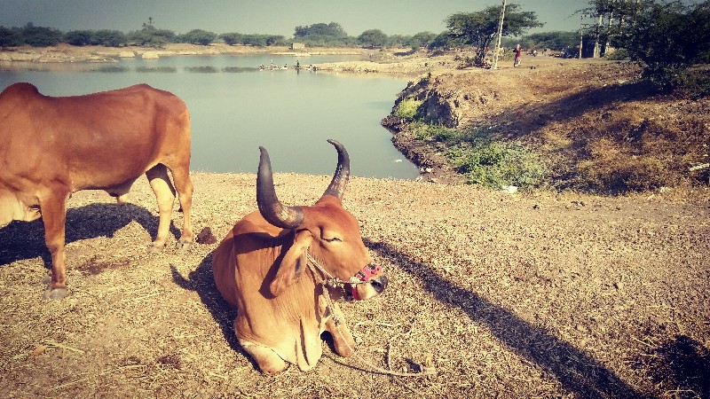 બળદ વેચવાના છે