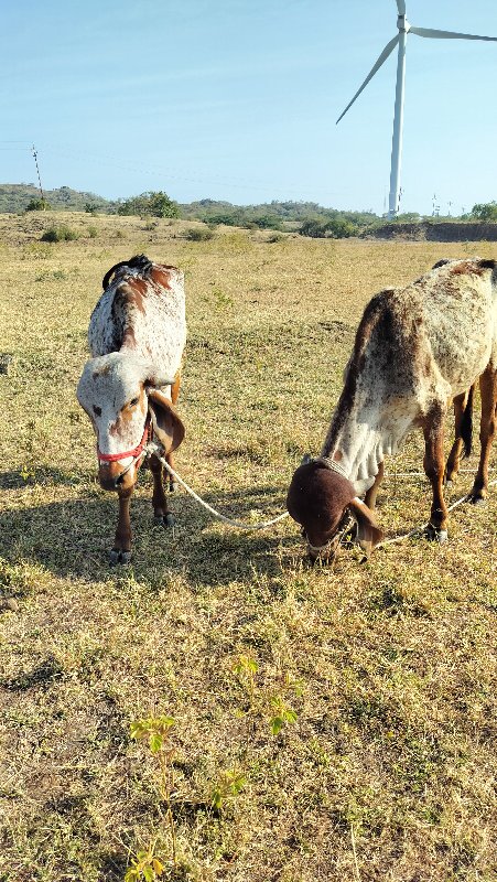 ગોઢલા વેસવાના છ...