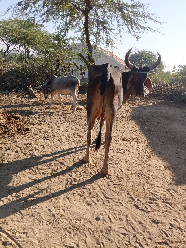 વઢીયારી ગાય વેચ...