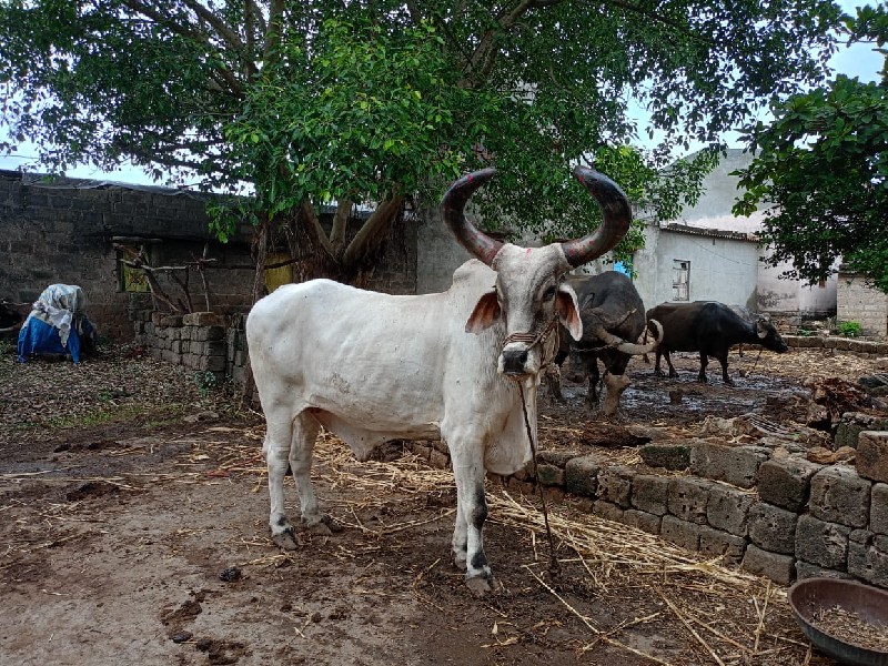 વેચવાનો છે