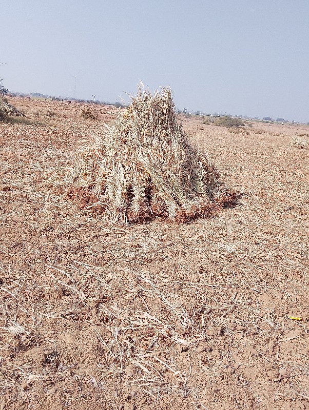 તન્વિઘા ની છે