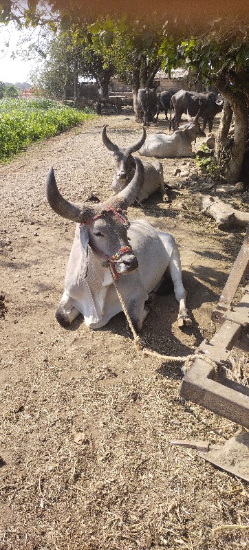 गोधरा तन छे साव...