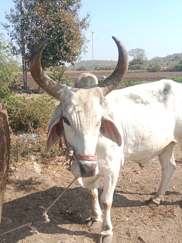 બળદ વેંચવાનો છે