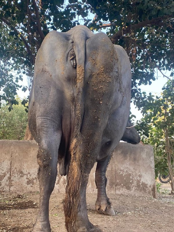 ભેંસ વેચવાની સે