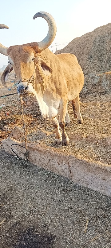 બળદ વેચવાના છે