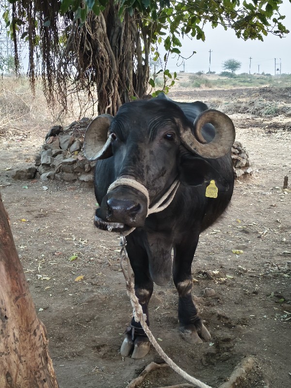 ભેંસ વેચવા ની છ...