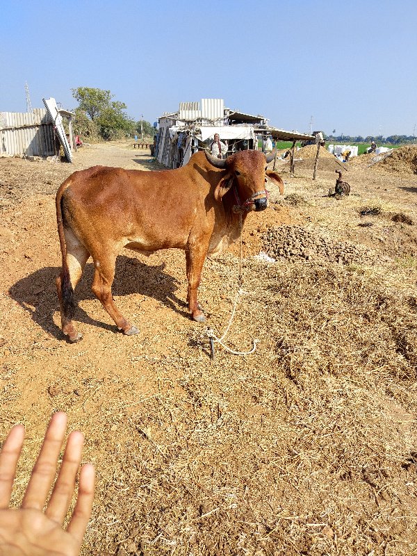 વેચવાનો છે