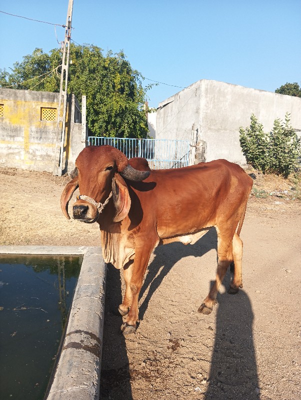 હોળી વેચવાની