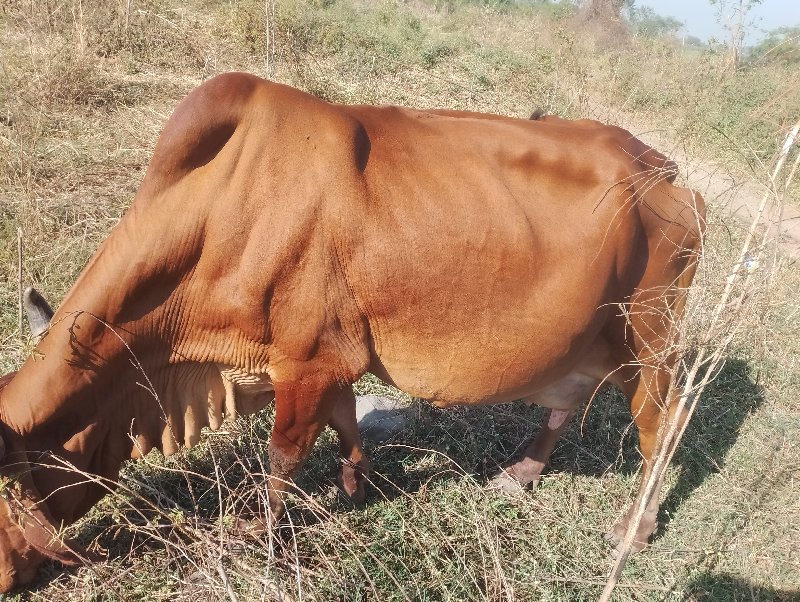 vishal Bhai