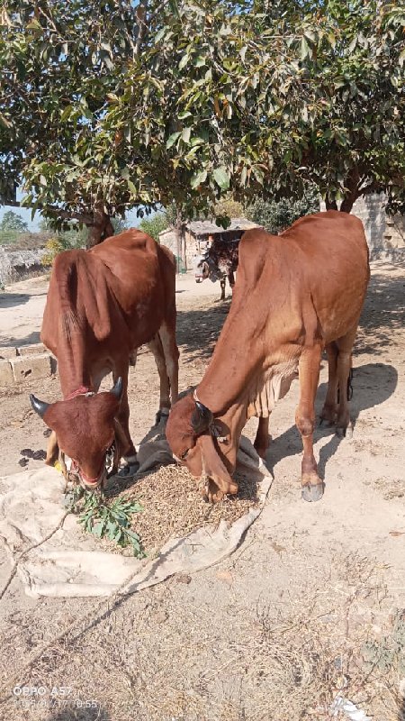 ગોધલા  વેસવાના...