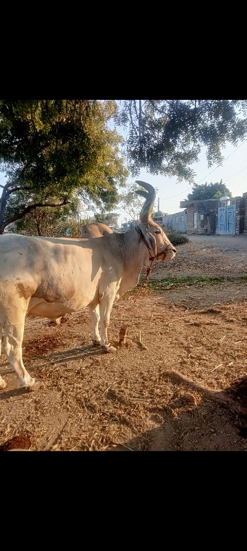 બળદ વેસવાનોસે