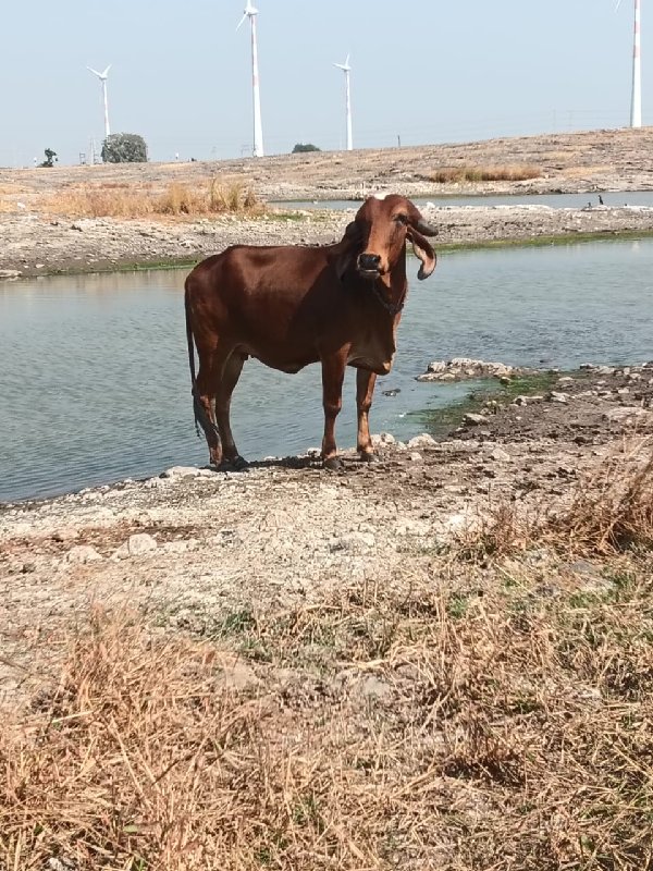 પેલા વેતનમાં...