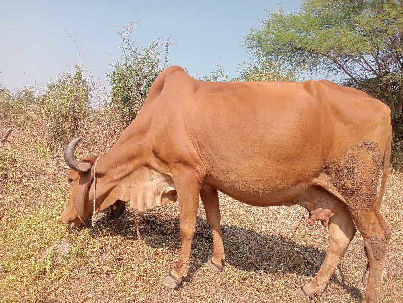 ગાય દેશી