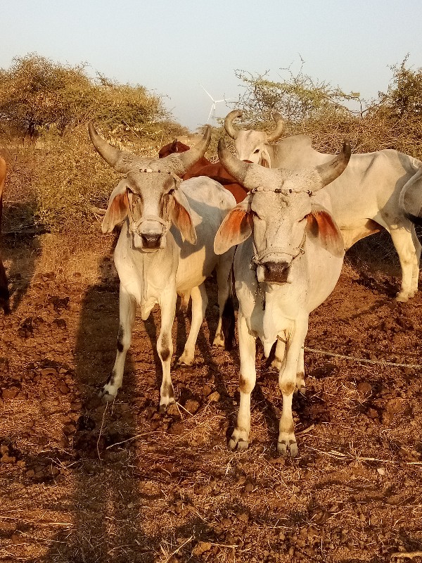 ગોઢલા વેચવાના છ...