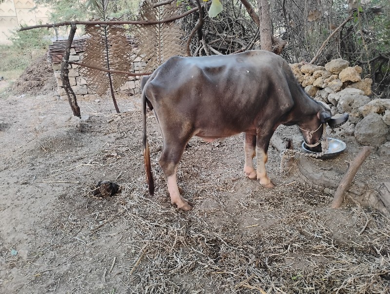 ભેંશ વેસવાનિછે