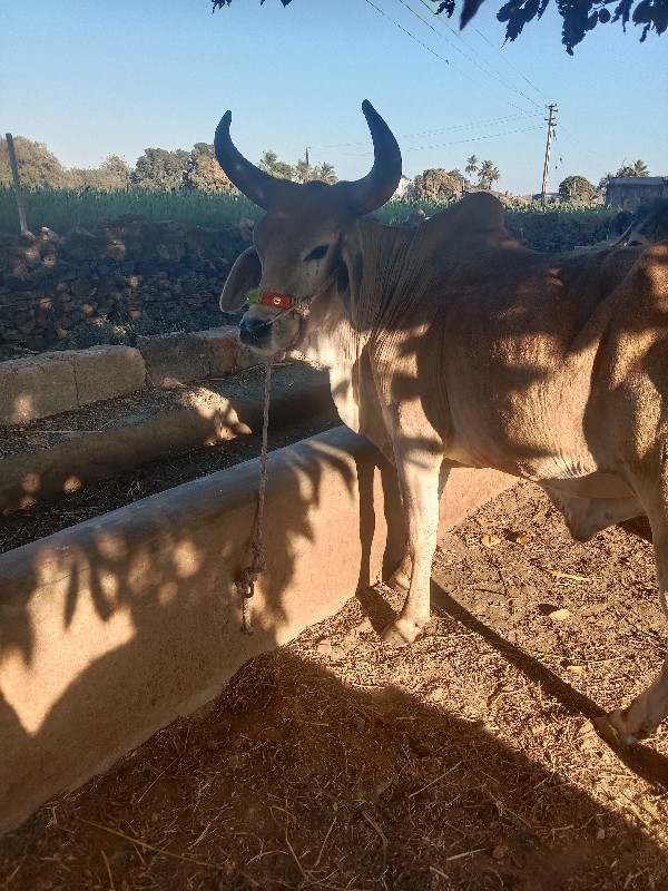 ગોઢલો  વેશાવા ન...