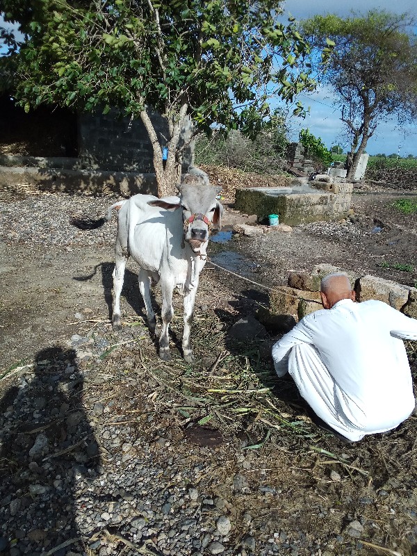 વાશડો વેશવાનોછે