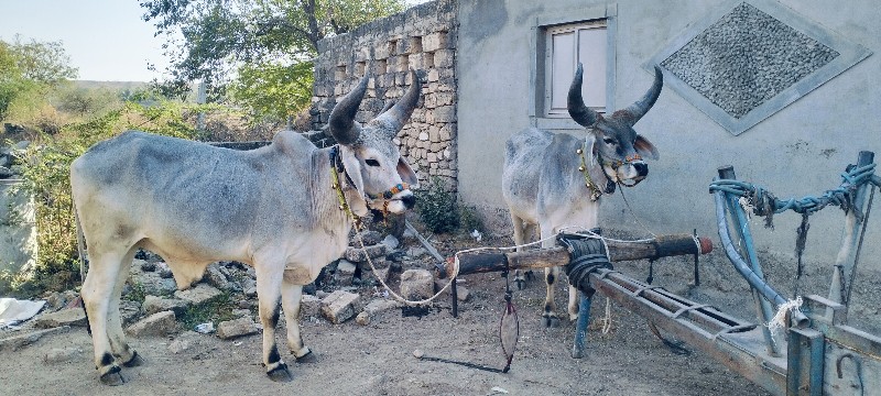 વાછડા