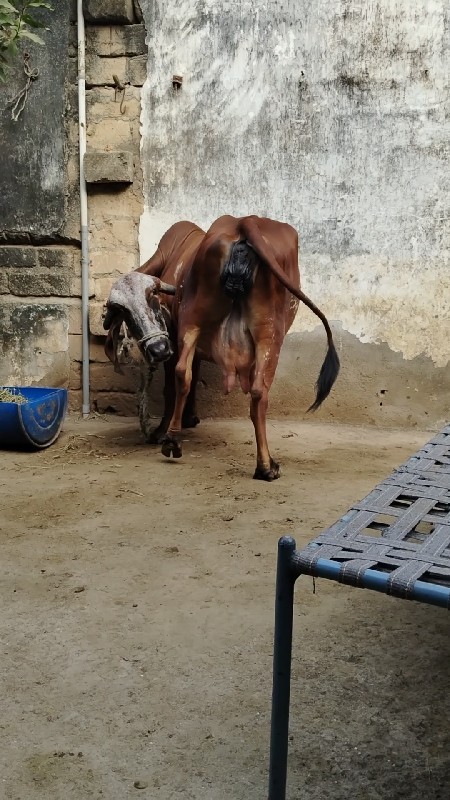 ગીર ગાય વેચવાની...