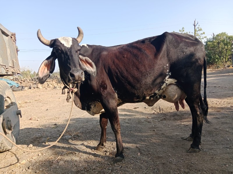 વીસ દિવસની વેણે...